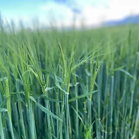 Lausbuben & Zicken - Im Gruenen Herzen Deutschlands