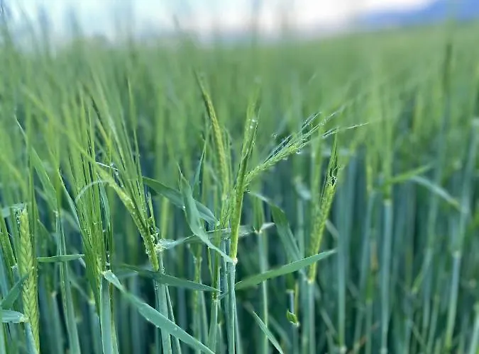 Lausbuben & Zicken - Im Gruenen Herzen Deutschlands